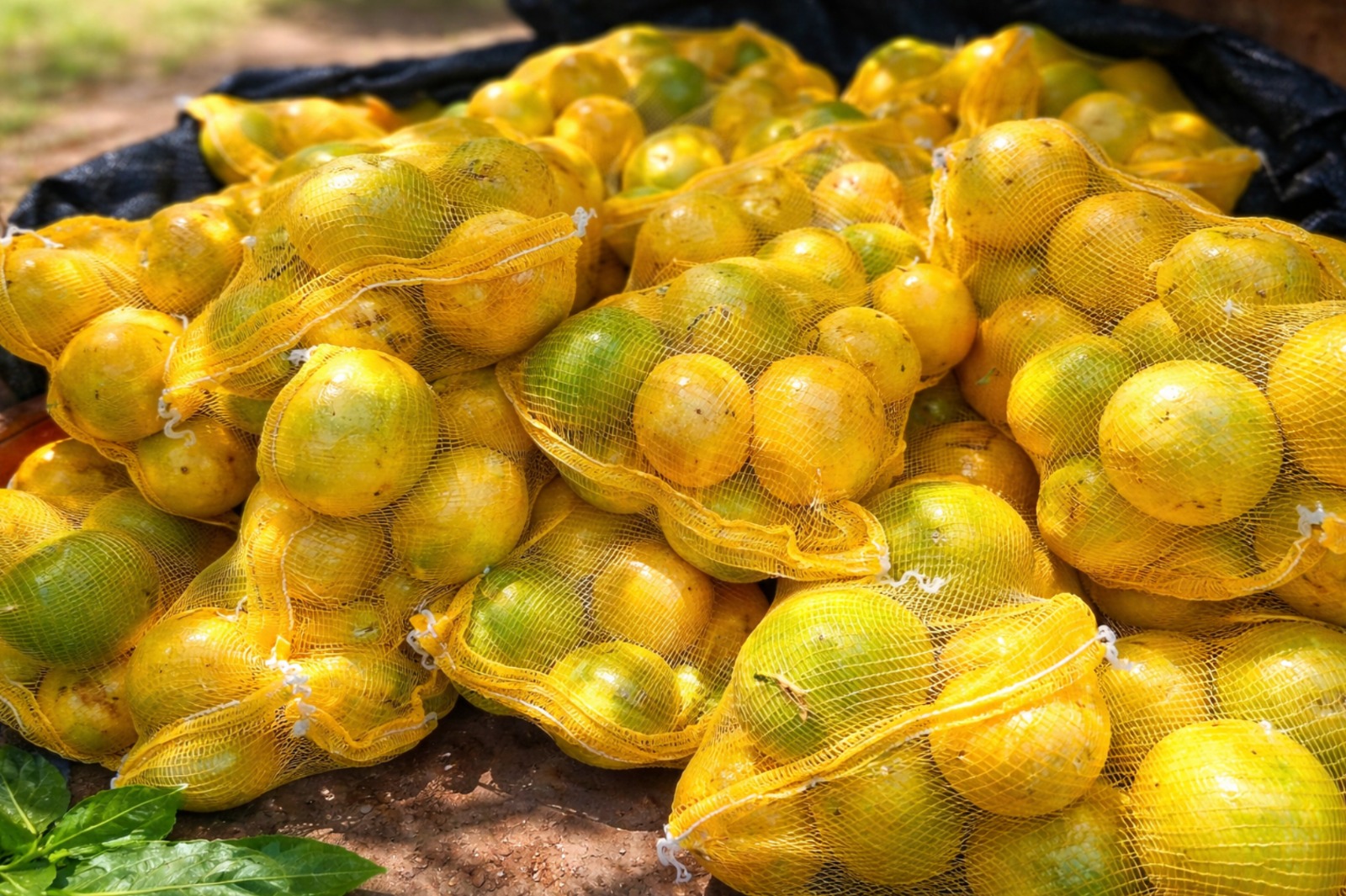 Saco de Maracujá – 10 kg